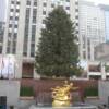 Tree at Rockafeller Center